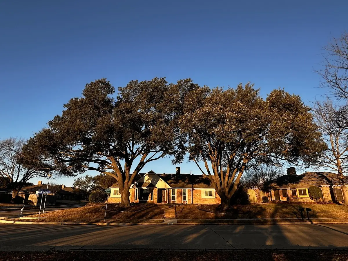 Established residential canopy tree shading a home in Port Royal